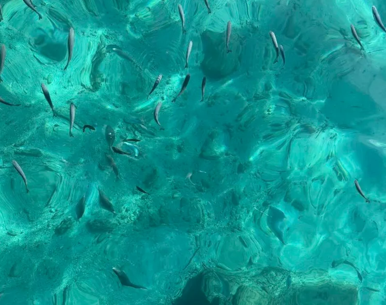 Primo piano dall'alto di decine di piccoli pesci argentati che nuotano in acqua turchese vivida e poco profonda della Blue Lagoon Comino Malta con fondale sabbioso e roccioso chiaramente visibile